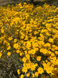 Yellow Wildflowers at Fossil Hill- Original Oil Painting