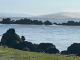 Birds at Bodega Bay - Original Oil Painting